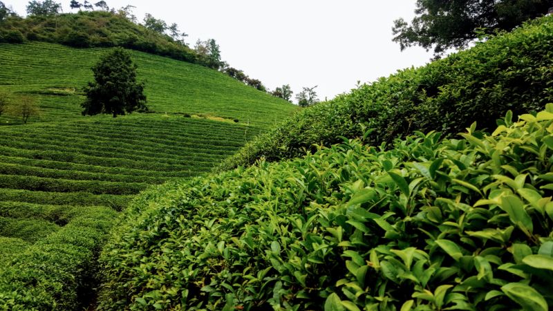 Boseong Green Tea
