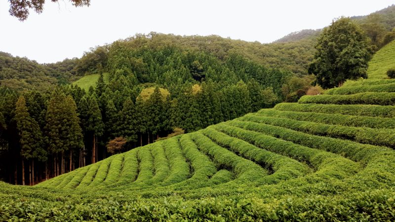 Boseong Green Tea