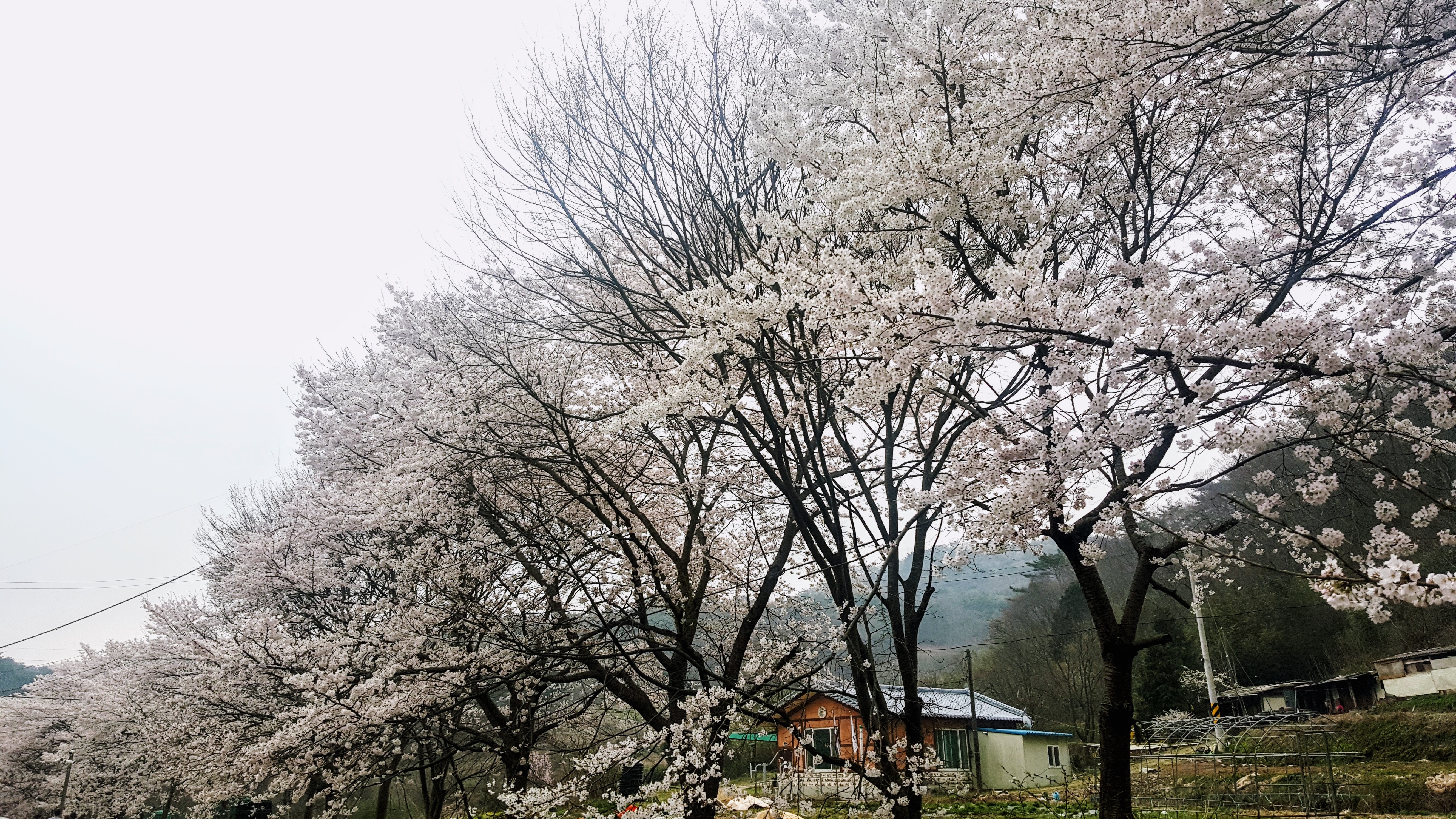 Cherry Blossoms Korea