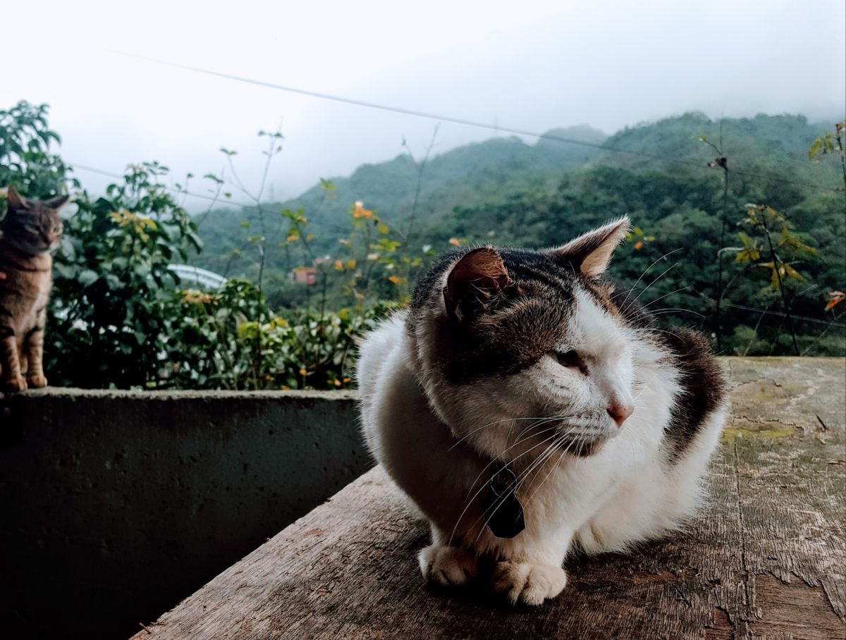 The Best Day Of My Life: Houtong Cat Village
