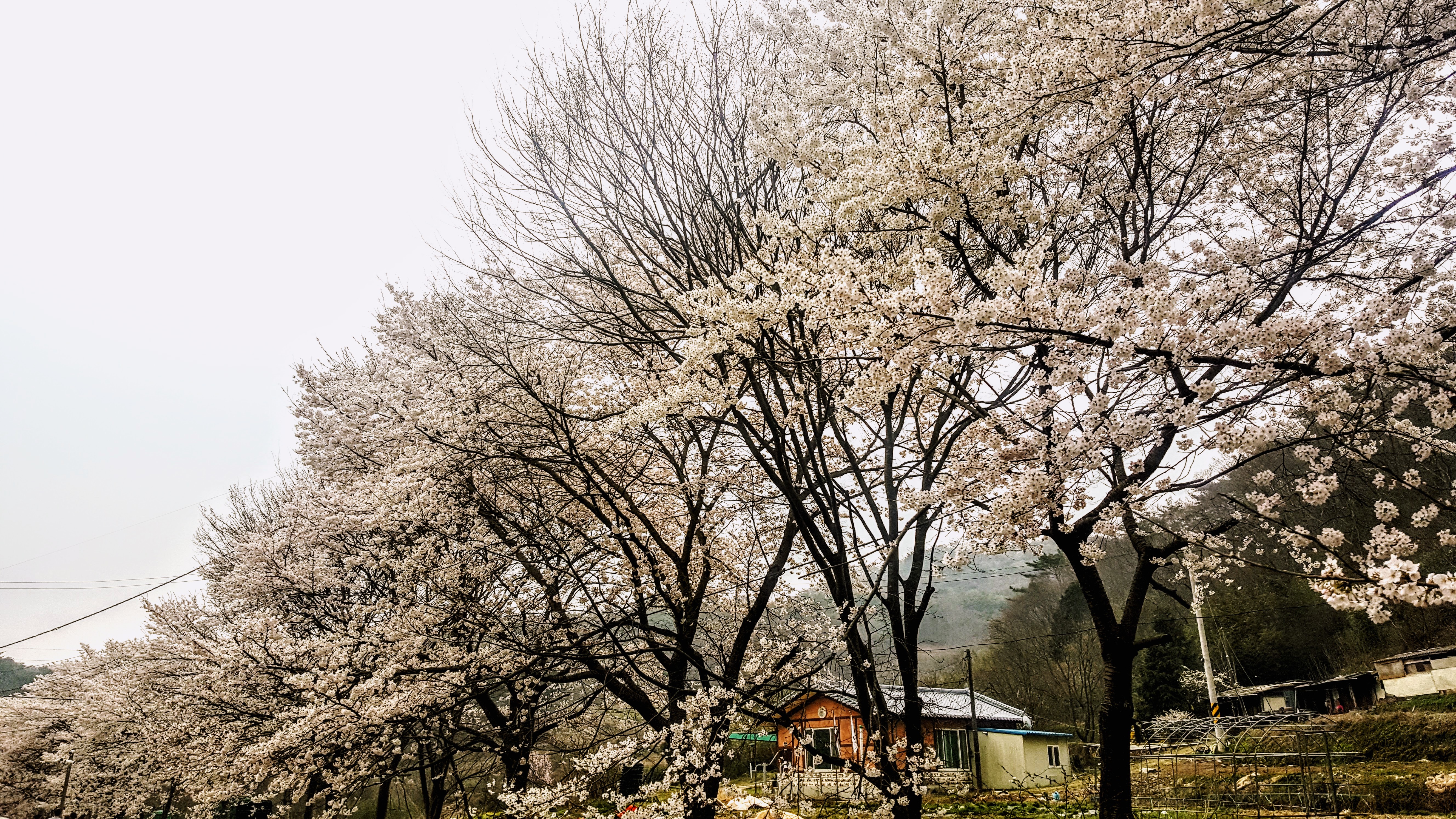 Cherry Blossoms Korea